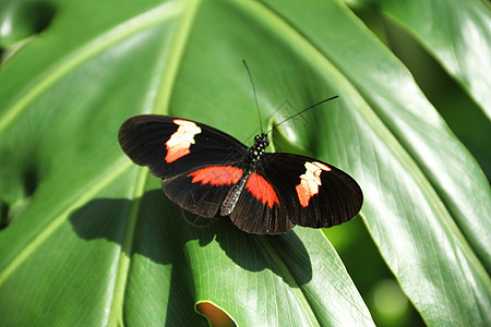 色彩多彩的蝴蝶昆虫翅膀叶子绿色植物黑色花园花朵漏洞图片