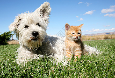 猫和狗蓝色宠物天空动物绿色哺乳动物草地婴儿小猫图片