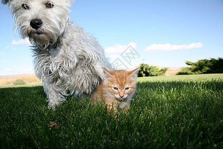 猫和狗动物哺乳动物蓝色天空宠物小猫绿色婴儿草地图片