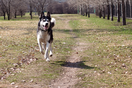 正在运行的狗狗绿色树叶水平晴天动物群动物猎犬阳光公园阴影图片