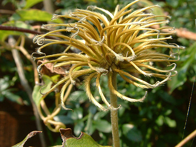 Clematis 种子头种子头植物新生活生长太阳日落植物群图片