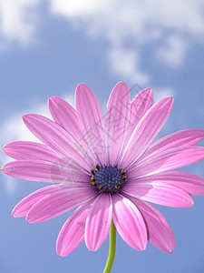 非洲乳房园艺天空蓝天宏观花园花粉花瓣紫色雏菊生长图片
