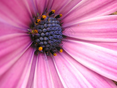 非洲乳房园艺花瓣植物宏观花园紫色植物群雏菊生长花粉图片