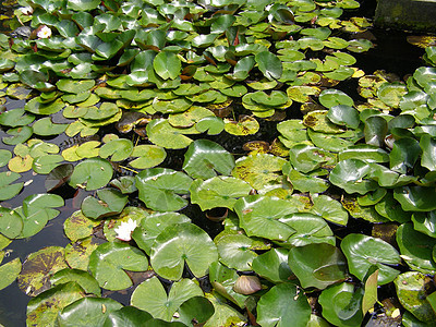 尼姆法亚运河植被喷泉池塘植物树叶绿色叶子睡莲图片
