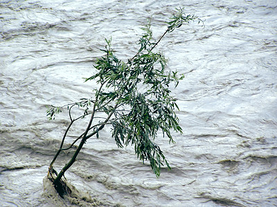 孤独的抗洪树危险天气寂寞抵制风险暴风雨风暴力量棕色图片