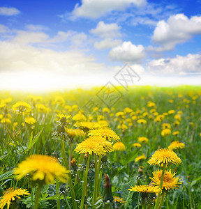 dandelion 字段宏观生长草地天空太阳蓝色植物花朵阳光野花图片