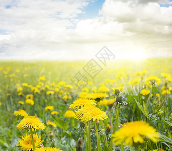 dandelion 字段牧场阳光野花杂草植物农业宏观天空场景土地图片