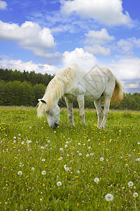 草地上的白马牧场家畜母马马背自由头发宠物农场场地场景图片