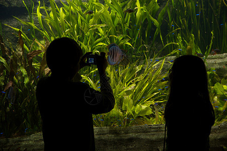 水族馆回忆背光孩子们相机拍照动物植物假期旅行海洋图片