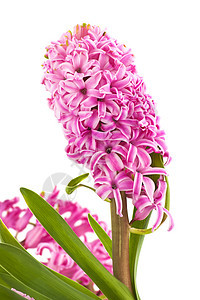 与世隔绝的Hyalcinthus花朵叶子生长白色紫色植物花瓣花园粉色美丽宏观图片