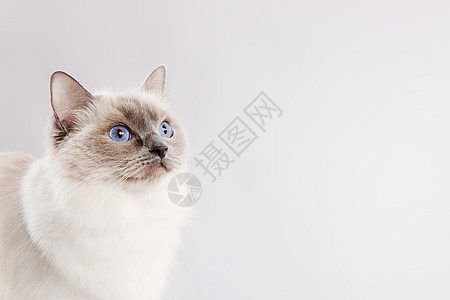 闪光灰色的拉格多尔猫图片