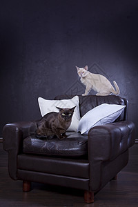 两只猫白色尾巴动物工作室黑色椅子头发眼睛小猫宠物图片