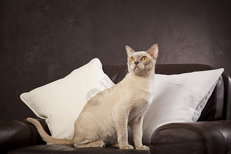 白猫在沙发上图片