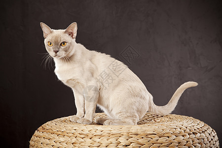 白猫尾巴工作室小猫哺乳动物猫科动物白色毛皮头发宠物眼睛图片