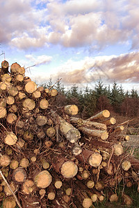 日对数堆积木头柴堆活力国家家具松树燃料材料天空记录图片