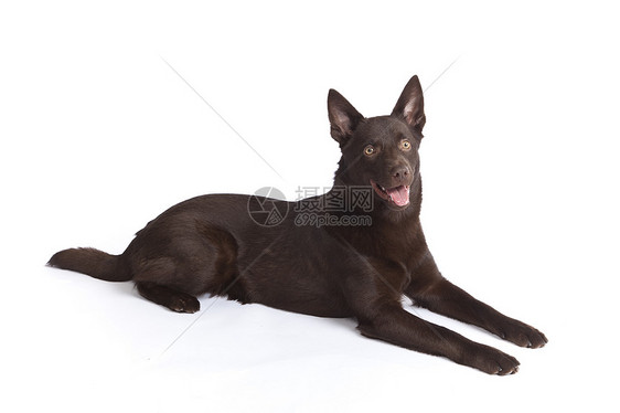 可爱和滑稽的奥地利凯尔皮白色犬类棕色男性宠物朋友毛皮小狗动物工作室图片