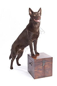 可爱和滑稽的奥地利凯尔皮棕色工作室生物犬类黑色小狗男性毛皮朋友白色图片