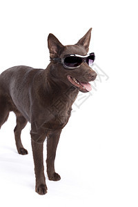 可爱和滑稽的奥地利凯尔皮犬类棕色生物毛皮朋友男性哺乳动物色调白色黑色图片