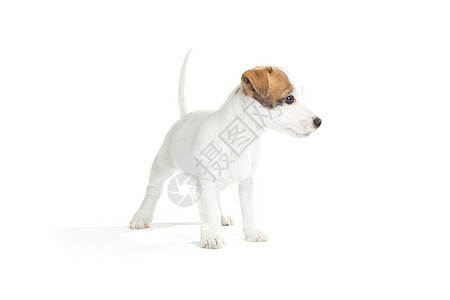 可爱的杰克罗塞尔小狗白色猎犬生物工作室宠物棕色犬类哺乳动物动物朋友图片