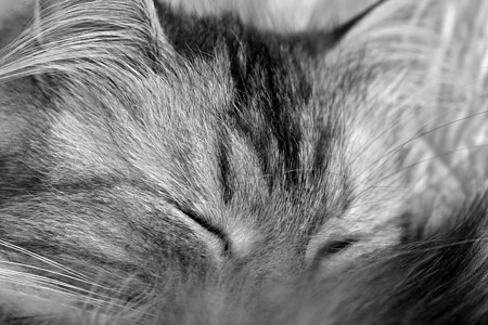睡觉的小猫爪子灰色线圈女孩尾巴动物小胡子隐藏羊毛耳朵图片