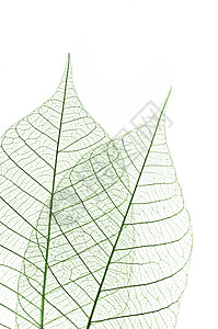 叶树叶音调植物静脉白色绿色植物学叶子橡皮染料图片