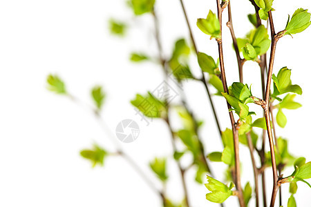 有绿春叶的树枝环境生活白色分支机构灌木季节植物叶子发芽绿色植物图片