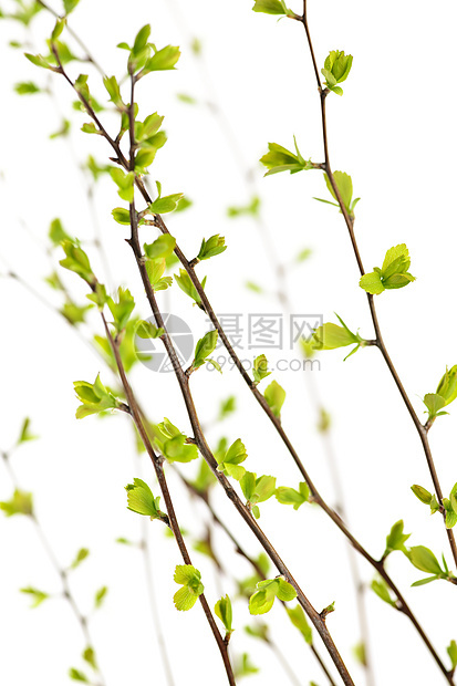 有绿春叶的树枝分支机构树叶植物白色环境绿色植物生长叶子灌木生态图片