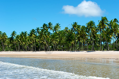 巴西天堂巴西海滩旅游目的地异国热带蓝色太阳海浪海景气候天空图片