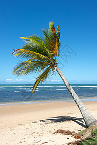 巴西天堂巴西海滩异国热带情调太阳海岸线天空蓝色海景旅游目的地图片