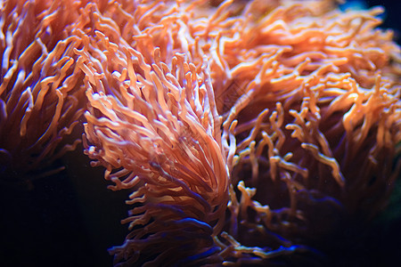 水 虾海葵化石图片素材