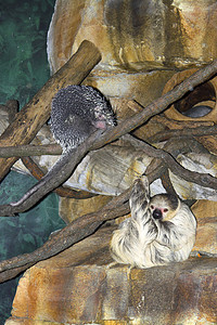 和豪猪动物藤蔓荒野哺乳动物登山者动物园藤本植物石头生物图片