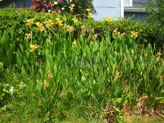 Canna 莉莉花绿色橙子热带黄色宏观季节植物群阳光背景分支机构图片