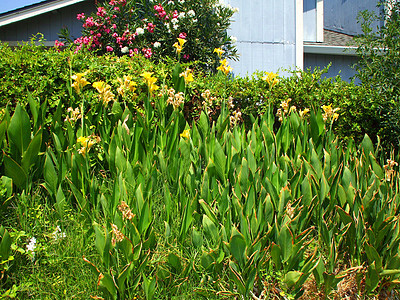 Canna 莉莉花太阳黄色宏观背景绿色花园晴天植物季节性季节图片
