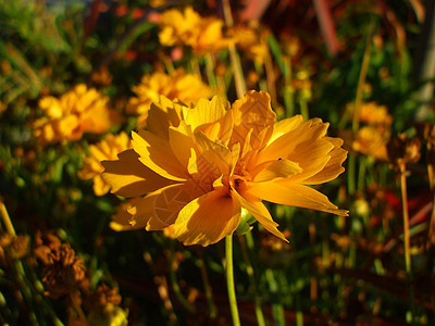 黄核心花花园季节性太阳绿色晴天分支机构阳光照射宏观阳光季节图片
