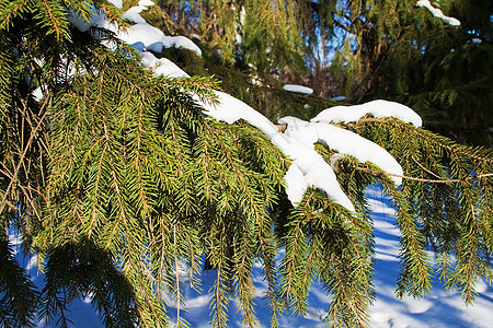 特写冬季公园的采树枝森林云杉季节枞树松树图片