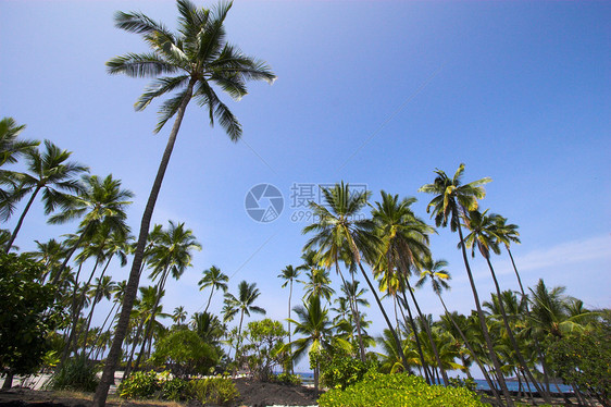 棕榈林天空假期异国风景树林树干气候情调旅行植物学图片