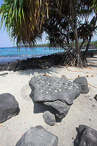棕榈林热带石头蓝色树干风景旅行植物学海滩岩石海洋图片