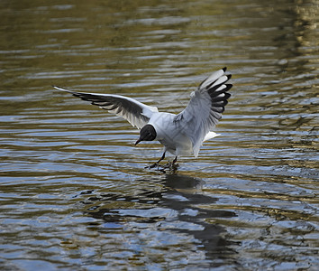 黑头黑头海鸥海鸟动物航班大道土地野生动物反射蓝色翅膀生物图片
