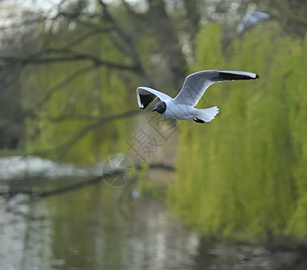 黑头黑头海鸥白色天空绿色大道野生动物银色海鸟动物航班翅膀图片