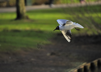 黑头黑头海鸥白色绿色天空动物公园银色翅膀树木羽毛野生动物图片