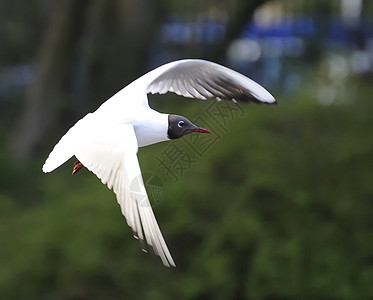 黑头黑头海鸥白色海鸟银色翅膀航班动物天空生物大道羽毛图片