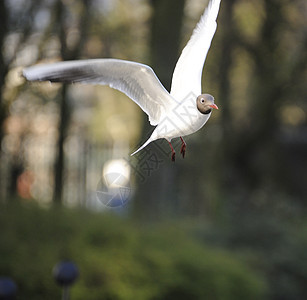 黑头黑头海鸥航班大道白色动物羽毛海鸟野生动物天空银色翅膀图片
