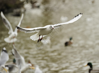 黑头黑头海鸥银色天空大道动物群少年生物白色羽毛动物鸟类图片