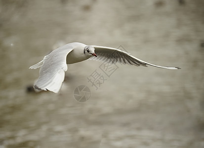 黑头黑头海鸥生物动物银色大道翅膀海鸟白色羽毛天空航班图片