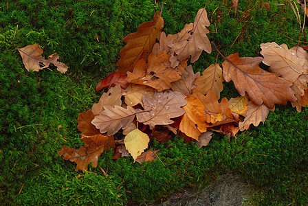 叶子棕色橡木树叶绿色苔藓森林公园季节图片
