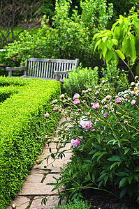 稀绿花园石头园林美化叶子植物群树篱小路植物学花朵植物图片
