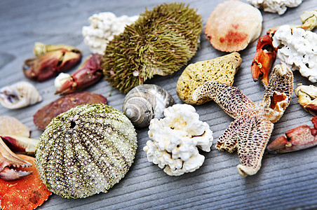 海洋宝藏生物螃蟹团体骨骼情调珊瑚甲壳海星海胆收藏图片