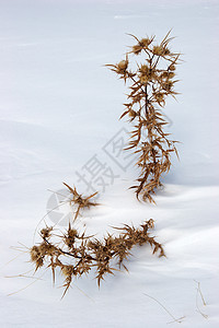 雪中枯萎的石图片