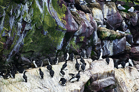 纽芬兰圣玛利亚角生态鸟类保护区的鸟群活动图片
