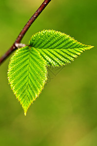绿春叶分支机构植物绿色植物生长生活宏观叶子季节发芽环境图片